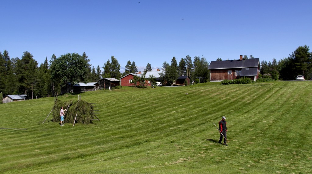 Slåtter Dante 4 år 076