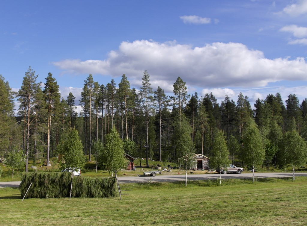 Slåtter Dante 4 år 152